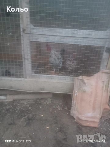 Декоративно петле 