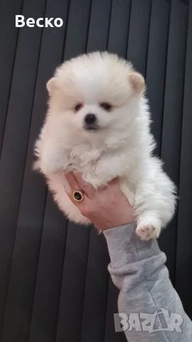 Померан-мъжко 