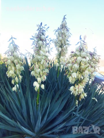 Студоустойчива Юка агаве, снимка 1 - Градински цветя и растения - 34959213