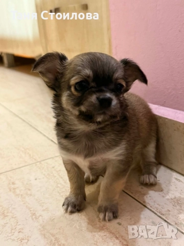 Продавам чихуахуа момиченце, снимка 3 - Чихуахуа - 52586129