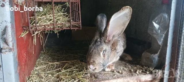 Зайци, снимка 10 - Други - 49785011