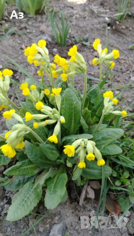 Продавам разсад на цветя Иглика горска, снимка 3 - Разсади - 44025519