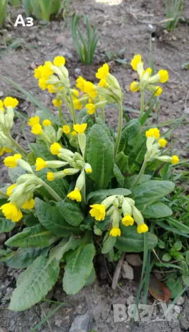 Продавам цветя Иглика (горска), снимка 1