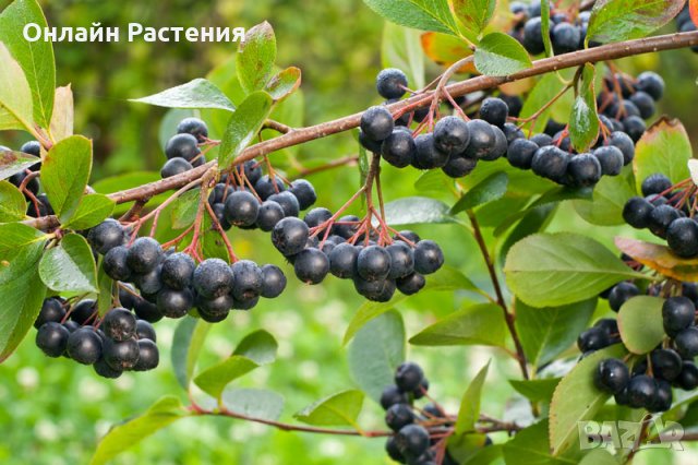 Арония - Растение  Цена за 1бр 9лв При покупка на 3 броя 1 брой подарък., снимка 3 - Градински цветя и растения - 27548381