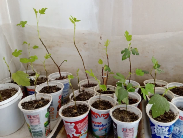 Пластмасови КОФИЧКИ 500 мл Кофи тип Саксии за Разсад Кутии Контейнери за Съхранение БАРТЕР, снимка 7 - Саксии и кашпи - 51099269