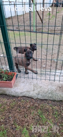 Две момичета Белгийска овчарка малиноа , снимка 4 - Белгийска овчарка - 53051515