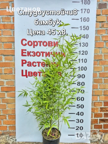 Студоустойчив бамбук Phyllostachys 'Spectabilis'