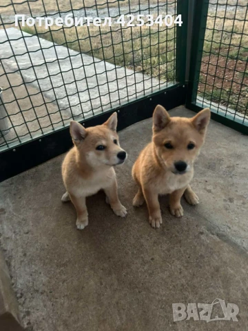 Шиба Ину на 3 месеца