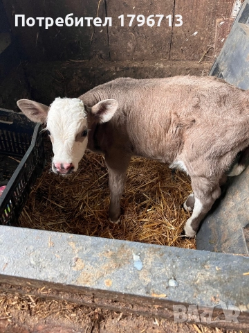 Теле сукалче месодайно, снимка 1