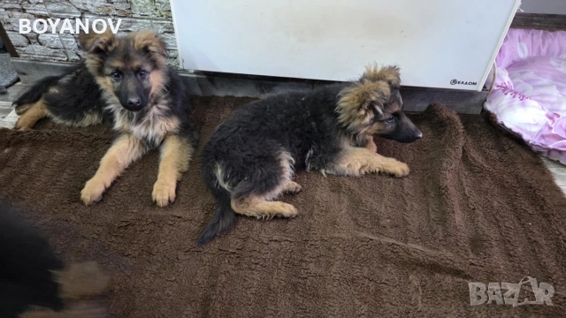 немски овчарки, снимка 10 - Немска овчарка - 52222806