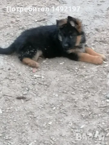 елитни малки немски овчарки , снимка 9 - Немска овчарка - 49776336