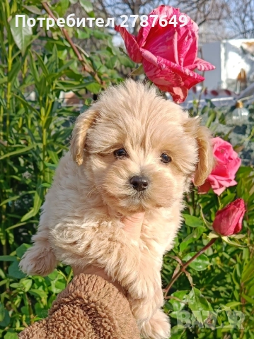 Мини малтипу