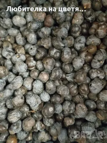 пресни семена хамеробс,трахикарпус( и разсад ), вашингтония и финикова канарска, снимка 8 - Сортови семена и луковици - 48914096