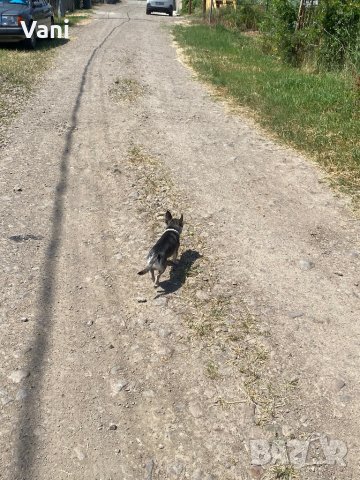 Чихуахуа за разплод , мини Чихуахуа, снимка 13 - Чихуахуа - 38398987