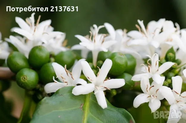 КАФЕ АРАБИКА - Растение 