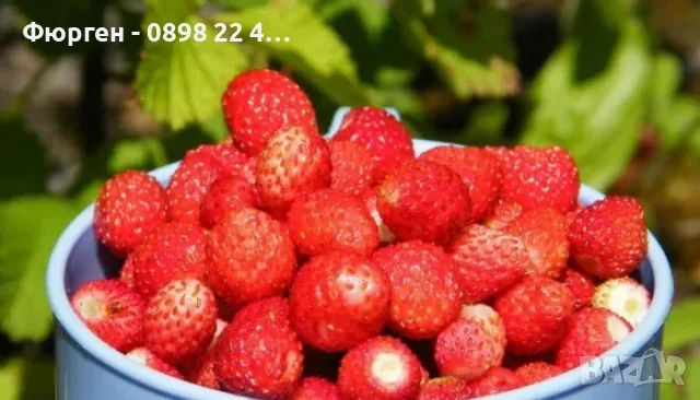 Горска Ягода Сорт Регина, снимка 2 - Разсади - 47466777