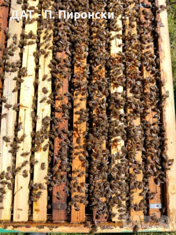 Пчелни отводки и рамки – с. Тепава, обл. Лове