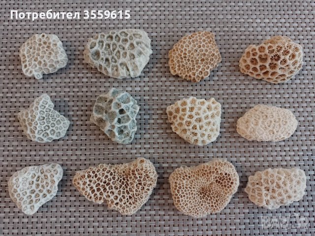 уникални корали от Индийския океан , снимка 1 - Оборудване за аквариуми - 39547934
