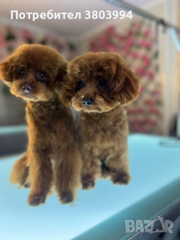 Миниатюрно той пуделче на 7 месеца, момиченце. 