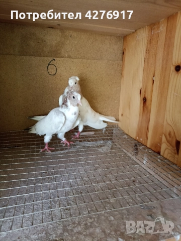 высоколетни и вьртлеви Гьльби 