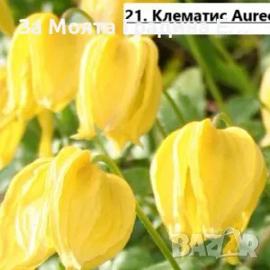 Клематис 2 , снимка 6 - Градински цветя и растения - 49761035