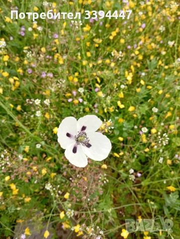 чист пчелен мед , снимка 2 - Пчелни продукти - 51200404