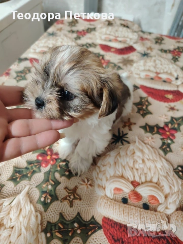 мини йоркширски териер бивър , снимка 8 - Йоркширски териер - 52906280