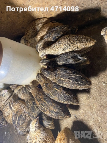 Пъдпъдъче месо/За консумация 