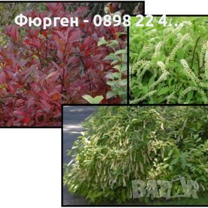 Итеа Виргиника(Itea virginica), снимка 5 - Разсади - 36816511