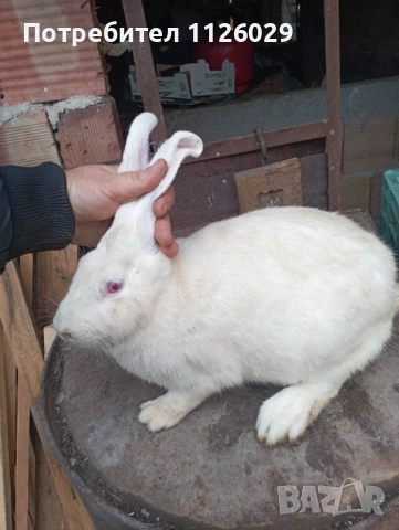 Мъжки заек порода цика