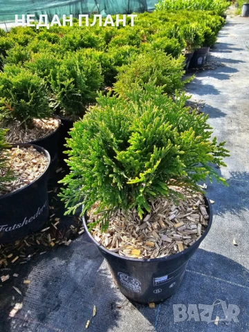 Кълбовидна туя "Даника "/Thuja occidentalis "Danica", снимка 3 - Градински цветя и растения - 51047165
