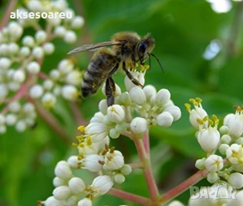 Продавам 400 висококачествени семена от медоносното дърво на пчеларя Еводия Даниели и разсад дръвчет, снимка 6 - Сортови семена и луковици - 37673799