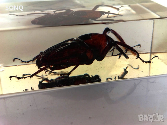 Страхотна Колекция Хербарий От Буболечки,Насекоми, снимка 7 - Колекции - 53137155