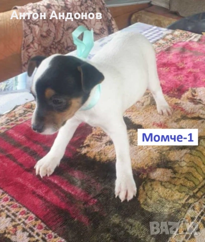 Джак Ръсел Териер, снимка 4 - Джак ръсел териер - 53382159