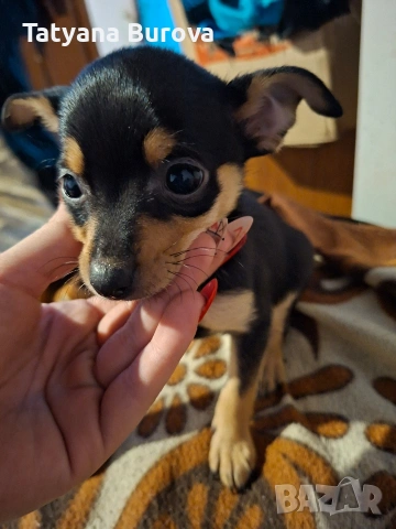 продавам пинчери 