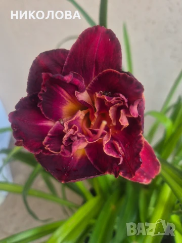 ХЕМЕРОКАЛИС, снимка 6 - Градински цветя и растения - 50826816