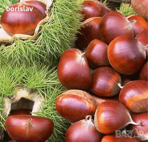 Продавам дръвчета ядлив кестен(сладък кестен)