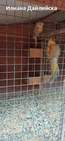 КОРЕЛИ И ПОЙНИ ПАПАГАЛИ , снимка 16 - Папагали - 44035689