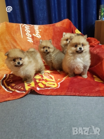 Померан померанчета Гр София снимки от днес 05.12.2025г