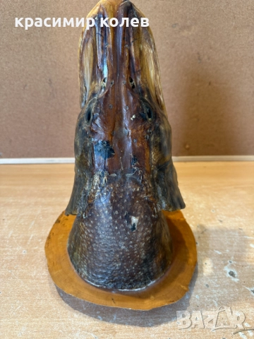 голяма препарирана глава на щука/сувенир за стена/, снимка 7 - Декорация за дома - 52898619