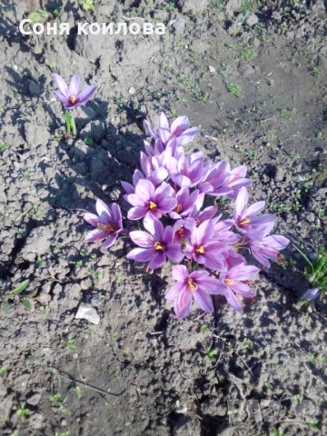 шафранов минзухар луковици