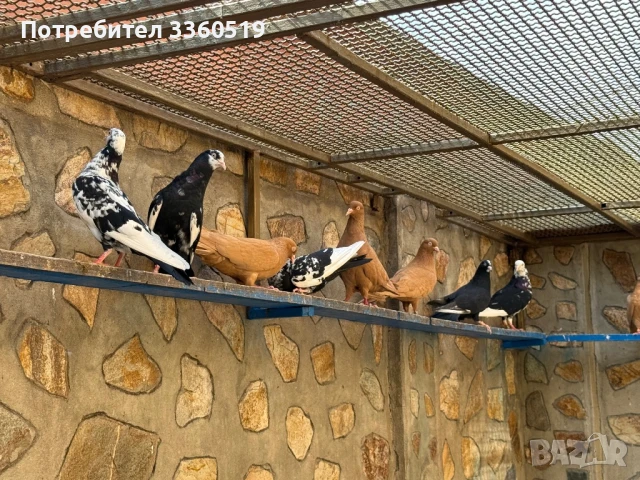 Гълаби неврени и лимонки, снимка 11 - Гълъби - 50813378