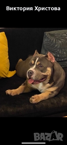 Американско Були покет