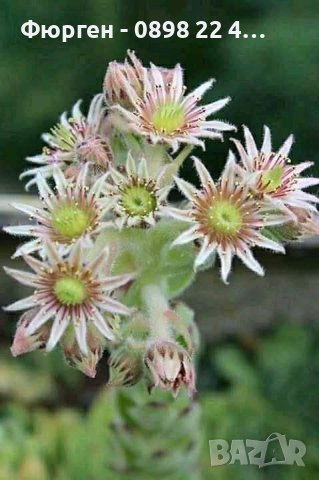 Дебелец - Скална роза, снимка 4 - Разсади - 43039376