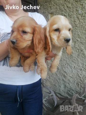 Кокер шпаньол , снимка 1