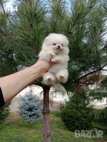 Померани. Реални снимки от 22.12.25, снимка 4 - Померан - 52809073