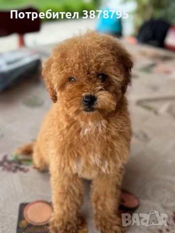 Пудел той, снимка 1