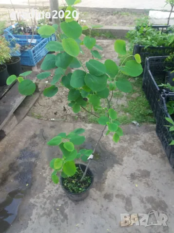 Амеланхиер -Amelanchier, снимка 5 - Разсади - 47992222