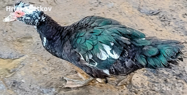 Продавам Неми Патици , снимка 6 - Патици и гъски - 52961059