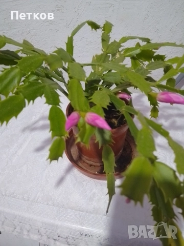 цъфтящи цветя 